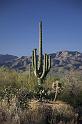 118 Saguaro National Park